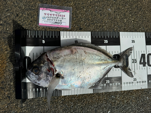 ナンヨウカイワリの釣果