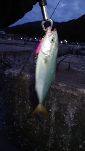 イナダの釣果