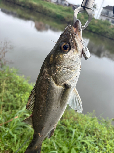 フッコ（マルスズキ）の釣果