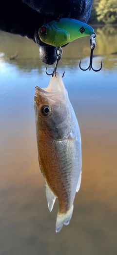 ブラックバスの釣果