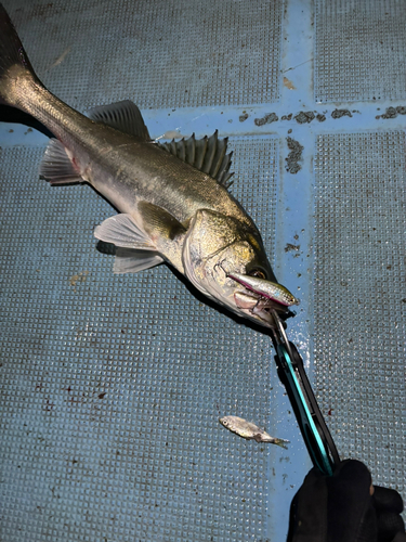 シーバスの釣果