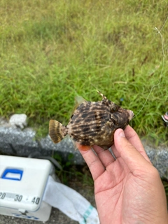 カワハギの釣果