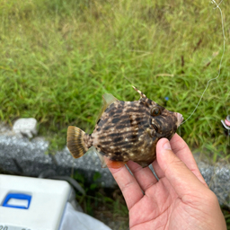 カワハギ