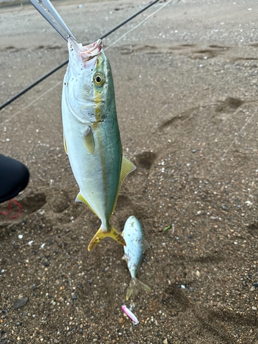 ツバスの釣果