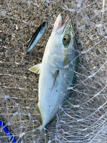 フクラギの釣果