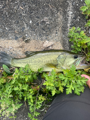 ブラックバスの釣果