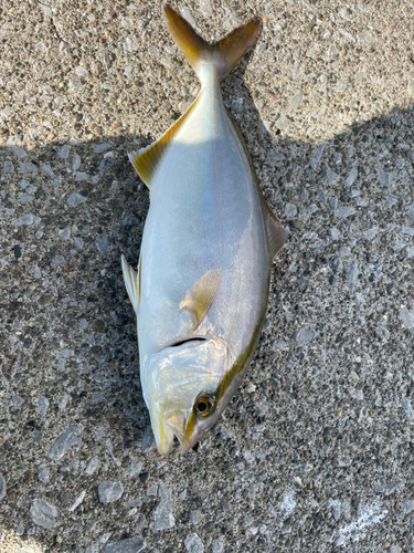 ショゴの釣果