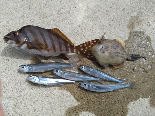 館山湾