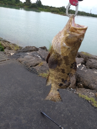 ハタの釣果