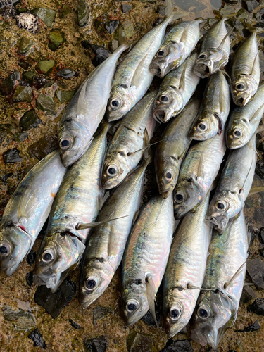 アジの釣果