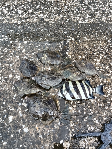 カワハギの釣果