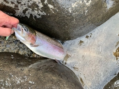 ニジマスの釣果