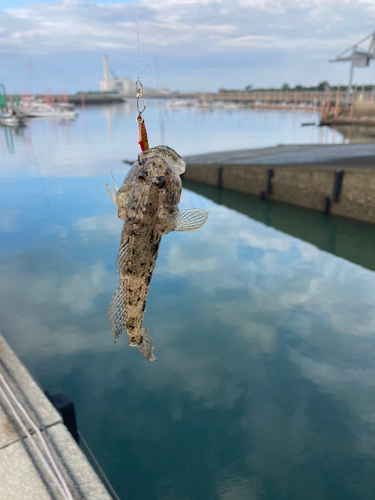 ハゼの釣果