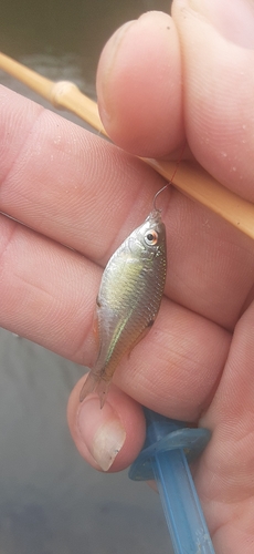 タイリクバラタナゴの釣果