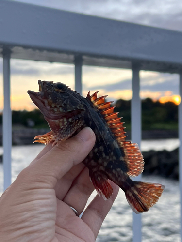 カサゴの釣果