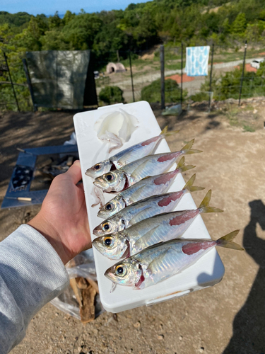 アジの釣果