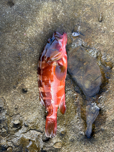 アカハタの釣果