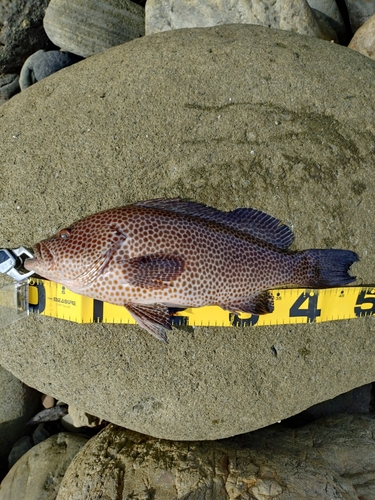 オオモンハタの釣果