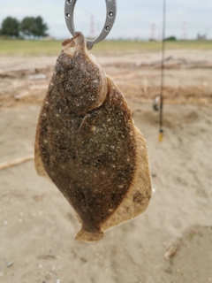 カレイの釣果