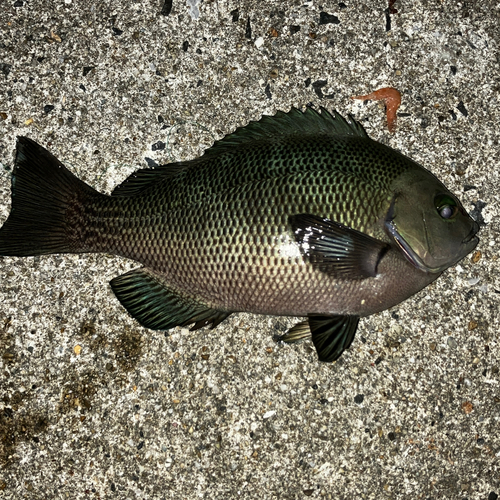 メジナの釣果