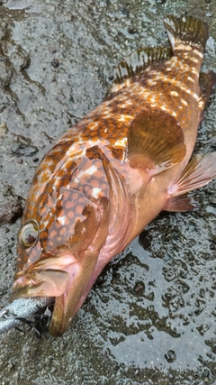 キジハタの釣果