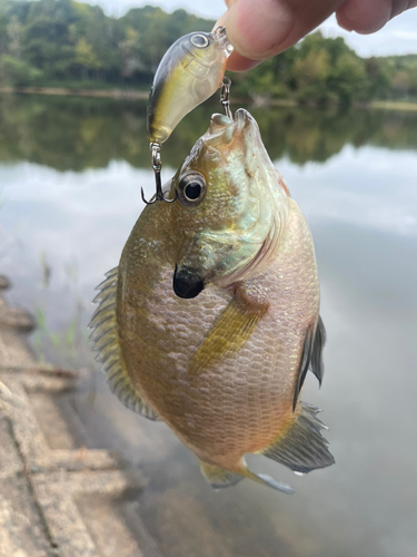 ブルーギルの釣果