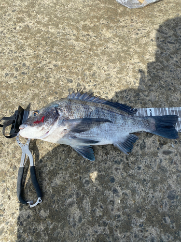 クロダイの釣果