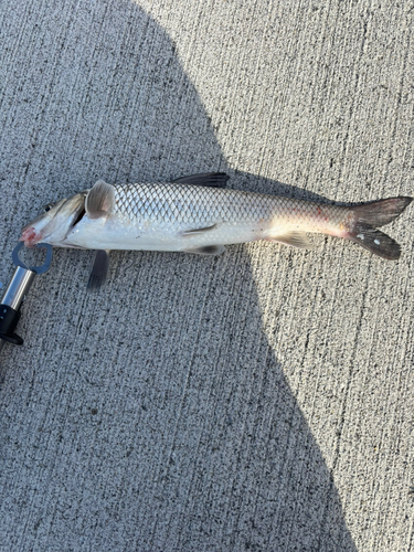 ニゴイの釣果