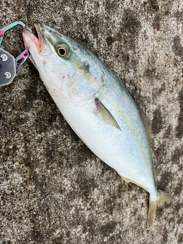 イナダの釣果