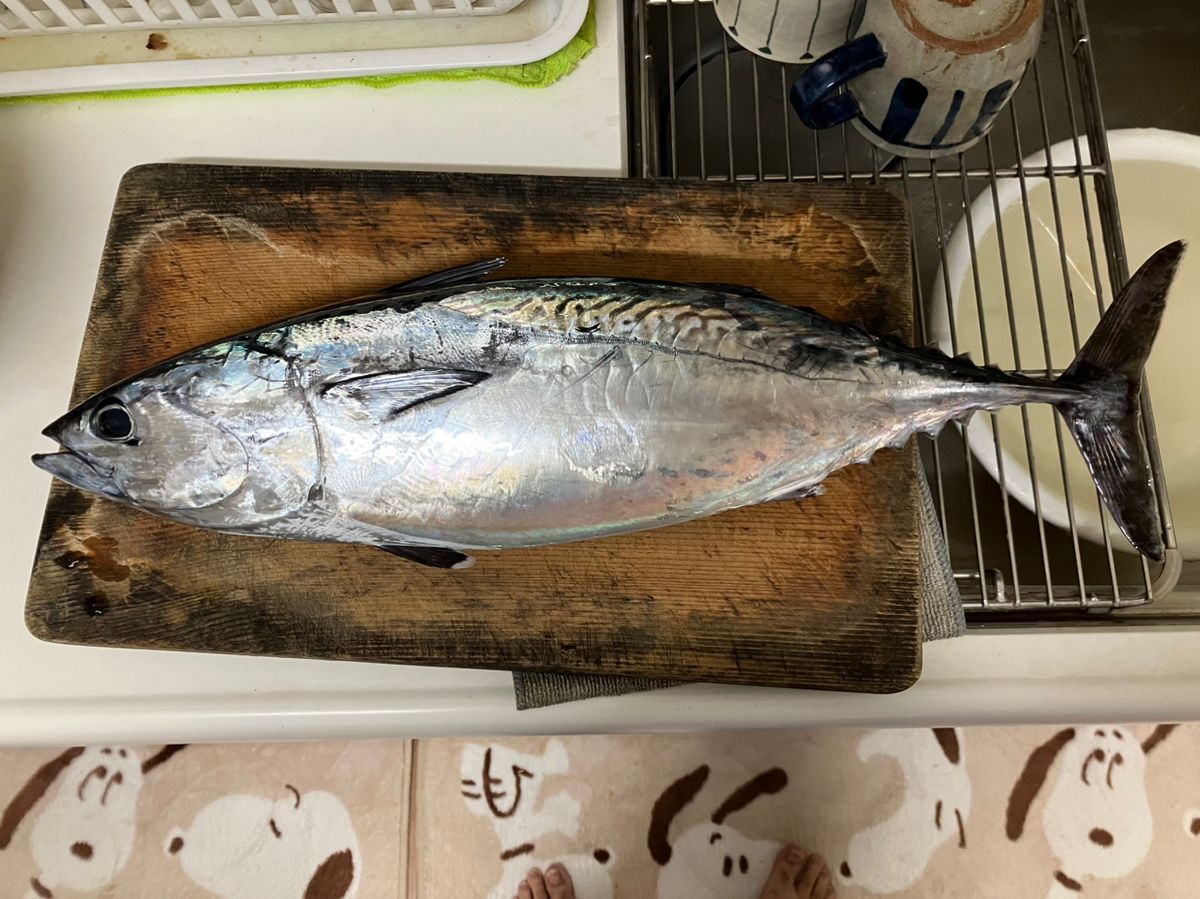 ルナパパさんの釣果 2枚目の画像