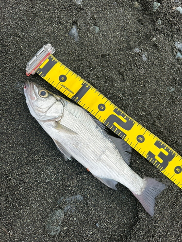 フッコ（ヒラスズキ）の釣果