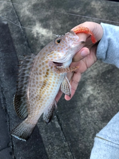 オオモンハタの釣果