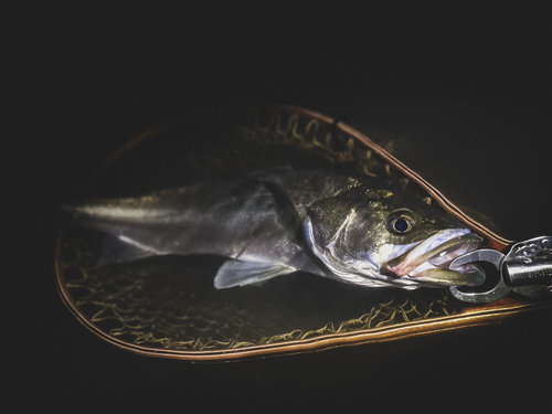 スズキの釣果