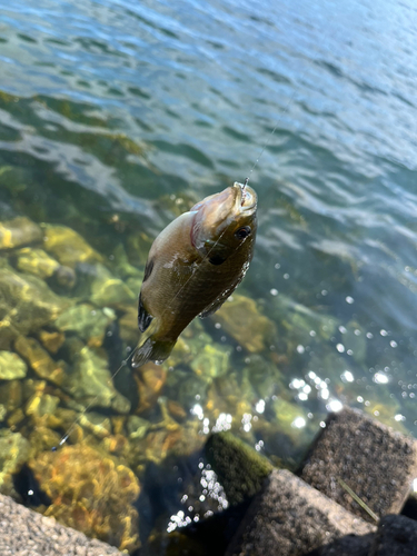 ブルーギルの釣果