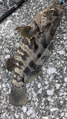 チャイロマルハタの釣果