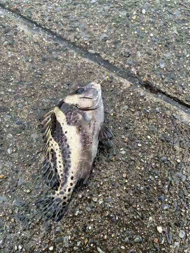 コショウダイの釣果