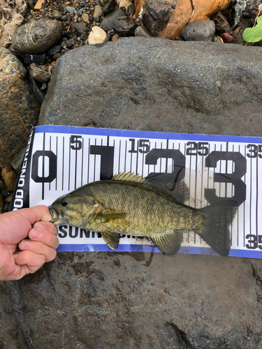 スモールマウスバスの釣果