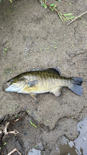 スモールマウスバスの釣果