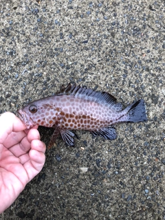 オオモンハタの釣果