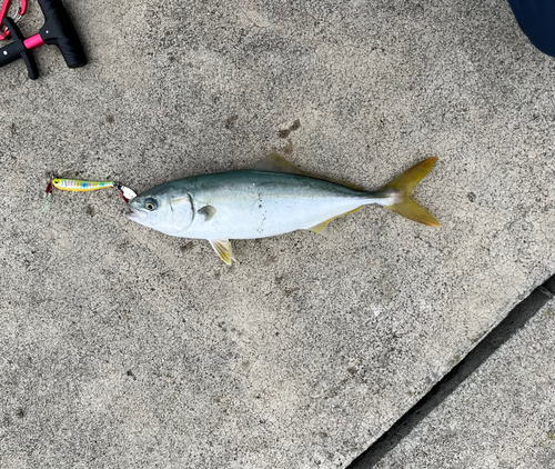 ワカシの釣果