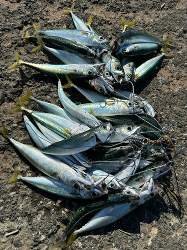 サバの釣果