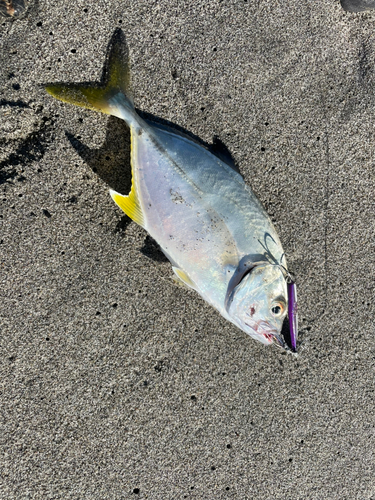 メッキの釣果