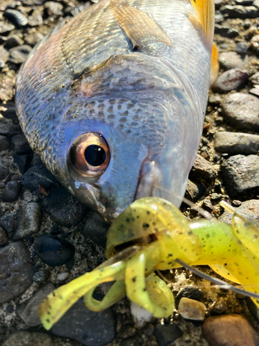 キビレの釣果