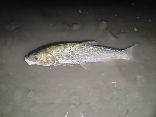 ウグイの釣果