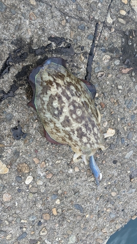 カミナリイカの釣果