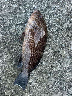 オオモンハタの釣果