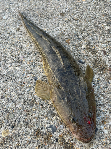 マゴチの釣果