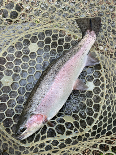 ニジマスの釣果