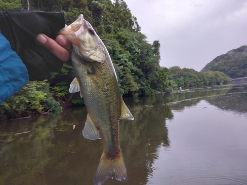 ラージマウスバスの釣果