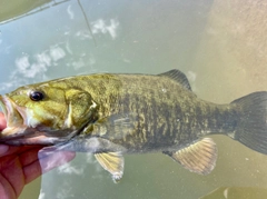 スモールマウスバスの釣果